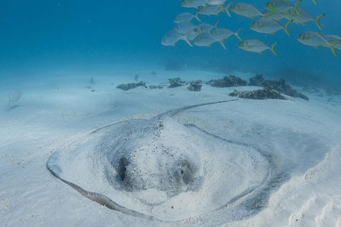 Coral Bay 3-Hour Turtle Ecotour - Accommodation Tasmania 2