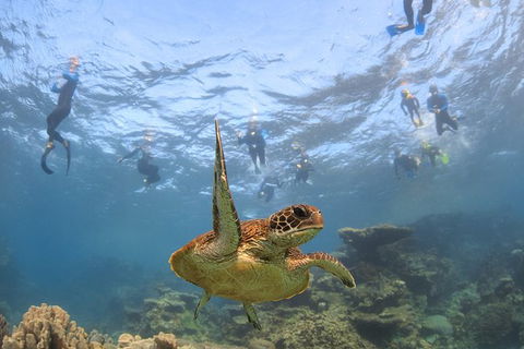Coral Bay 3-Hour Turtle Ecotour - Accommodation Tasmania 4