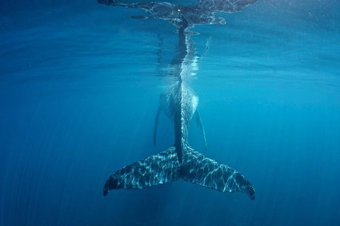 Humpback Whale Safari - Accommodation Tasmania 5