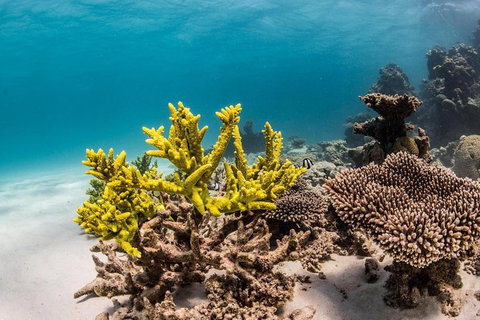 Coral Bay 1-Hour Coral Viewing - Accommodation Tasmania 4