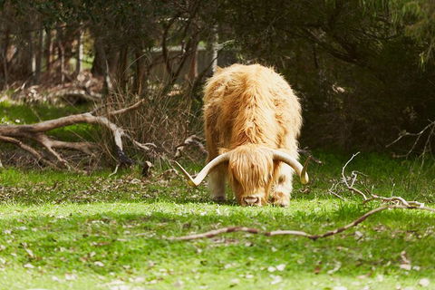 Organic Vineyard/Farm Tour - Accommodation Tasmania 2