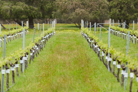 Organic Vineyard/Farm Tour - Accommodation Tasmania 4