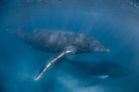 Full-Day Whale Watching Snorkeling And Swimming At Coral Bay - Accommodation Tasmania 6