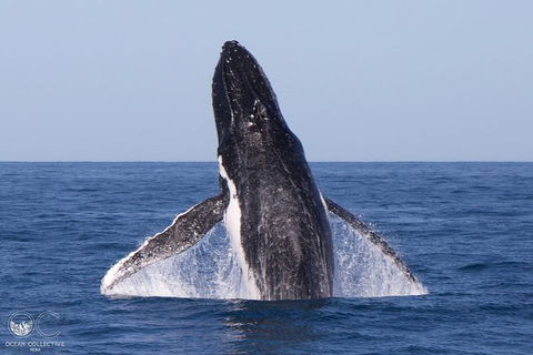 Full-Day Whale Watching Snorkeling And Swimming At Coral Bay - Accommodation Tasmania 0