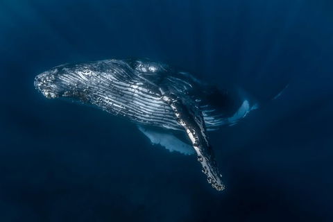 Full-Day Whale Watching Snorkeling And Swimming At Coral Bay - Accommodation Tasmania 7