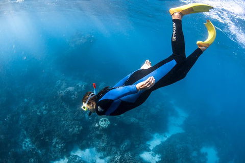 Full-Day Whale Watching Snorkeling And Swimming At Coral Bay - Accommodation Tasmania 2