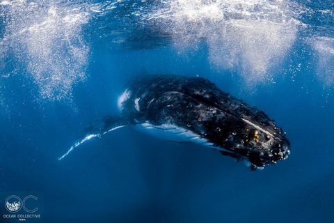Full-Day Whale Watching Snorkeling And Swimming At Coral Bay - Accommodation Tasmania 4