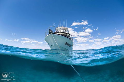 Full-Day Whale Watching Snorkeling And Swimming At Coral Bay - Accommodation Tasmania 3