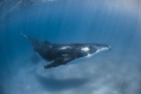Full-Day Whale Watching Snorkeling And Swimming At Coral Bay - Accommodation Tasmania 5