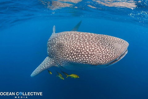 Whale Shark Adventure Tour - Accommodation Tasmania 11