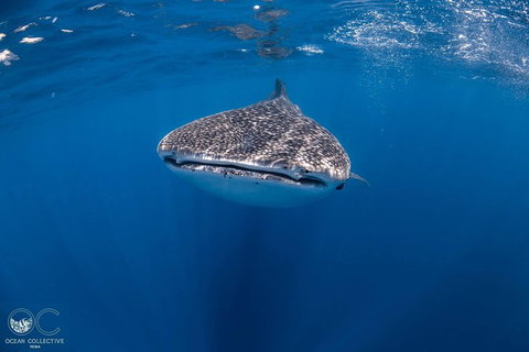 Whale Shark Adventure Tour - Accommodation Tasmania 1
