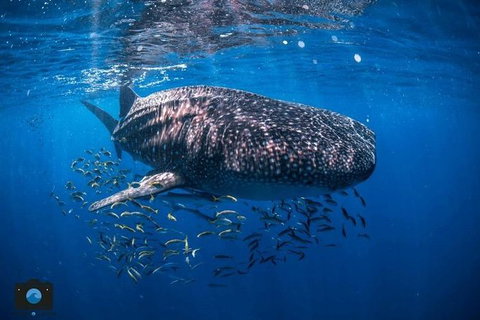 Whale Shark Adventure Tour - Accommodation Tasmania 2