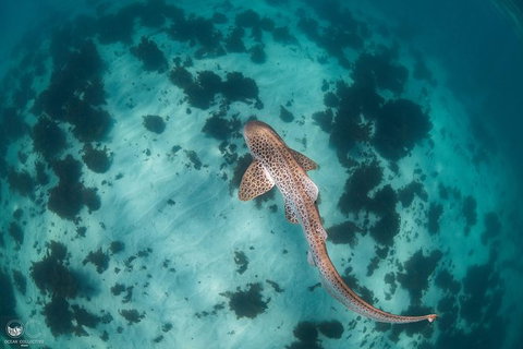 Whale Shark Adventure Tour - Accommodation Tasmania 3