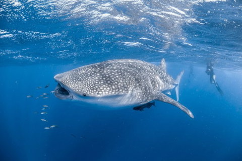 Whale Shark Adventure Tour - Accommodation Tasmania 0