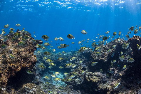 Whale Shark Adventure Tour - Accommodation Tasmania 5