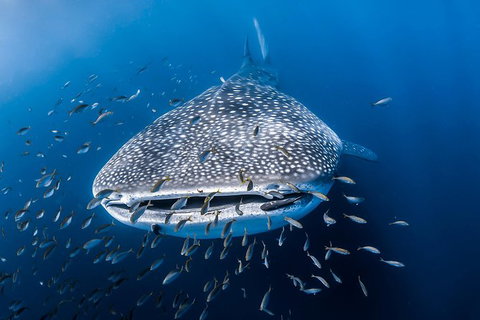 Whale Shark Adventure Tour - Accommodation Tasmania 8