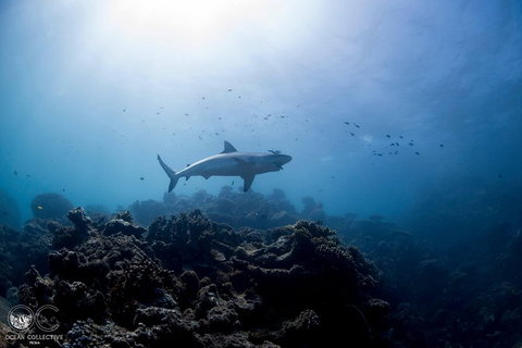 Whale Shark Adventure Tour - Accommodation Tasmania 6