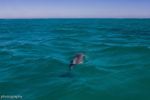Ningaloo Immersion Private Charter - Accommodation Tasmania 1