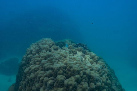 Ningaloo Immersion Private Charter - Accommodation Tasmania 4