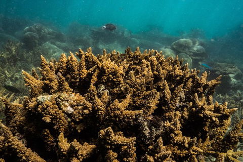Ningaloo Immersion Private Charter - Accommodation Tasmania 6