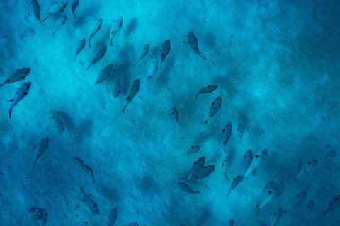 Ningaloo Immersion Private Charter - Accommodation Tasmania 2