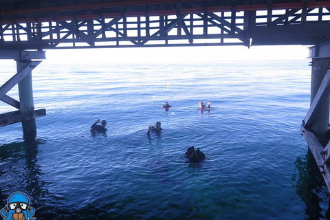 PADI Open Water Course - Accommodation Tasmania 3