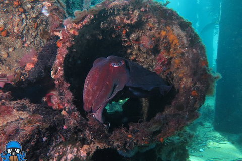 PADI Open Water Course - Accommodation Tasmania 1
