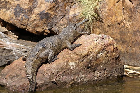 Ord River Experience With Riverside Lunch - Accommodation Tasmania 2
