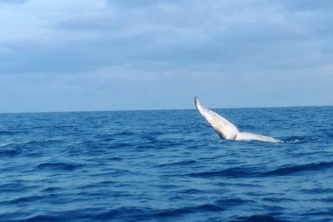 Whale Watching Boat Tour In Geraldton - Accommodation Tasmania 0