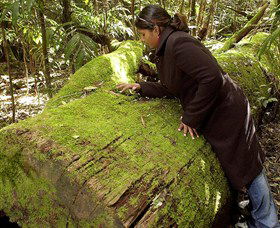 Washpool National Park - Washpool Walk - Accommodation Tasmania 0