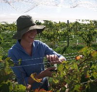 Kingsdale Wines - Accommodation Tasmania