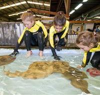 Australian Shark and Ray Centre - Accommodation Tasmania