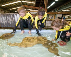Australian Shark And Ray Centre - Accommodation Tasmania 0