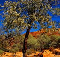 Mt Romance Australia Pty Ltd - Accommodation Tasmania