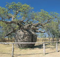 Boab Prison Tree - Accommodation Tasmania