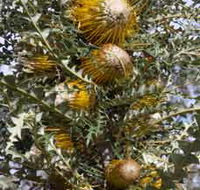 Woylie Walk Dryandra Woodland - Accommodation Tasmania