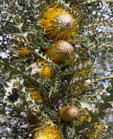 Woylie Walk, Dryandra Woodland - Accommodation Tasmania 0