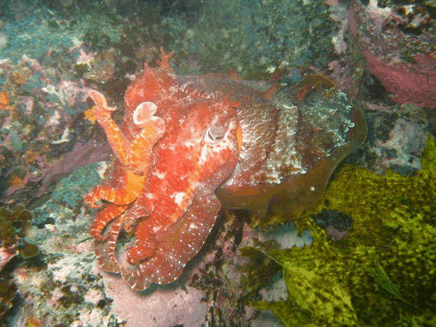 Jervis Bay Dive Charters - Accommodation Tasmania