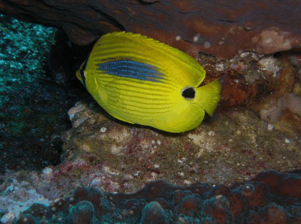 Jervis Bay Dive Charters - Accommodation Tasmania 1