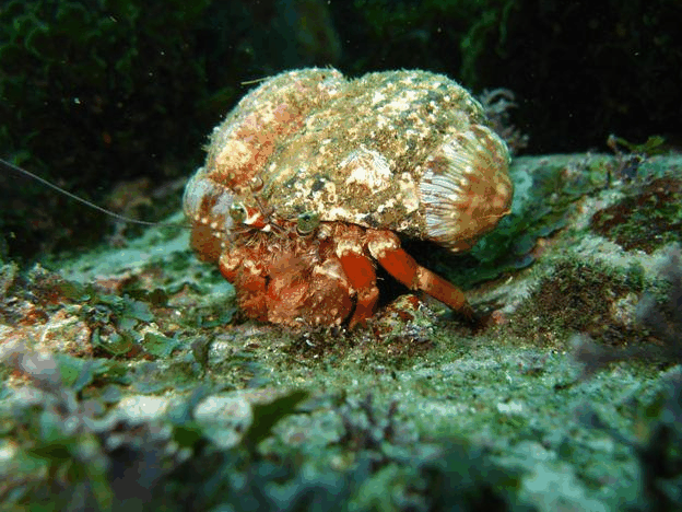 Jervis Bay Dive Charters - Accommodation Tasmania 2