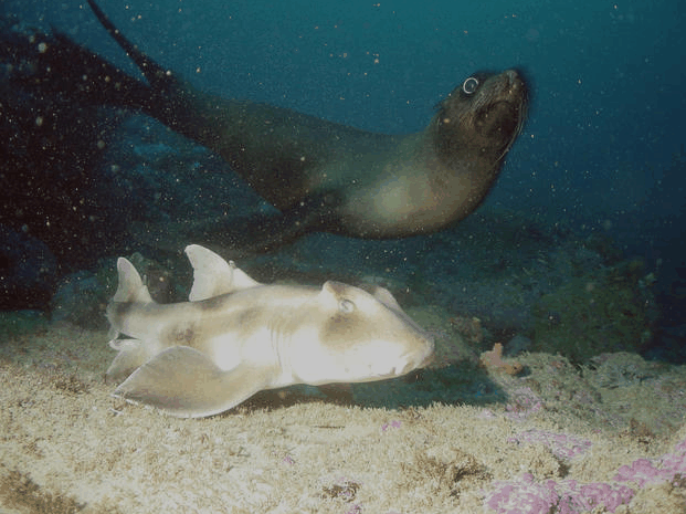 Jervis Bay Dive Charters - Accommodation Tasmania 4