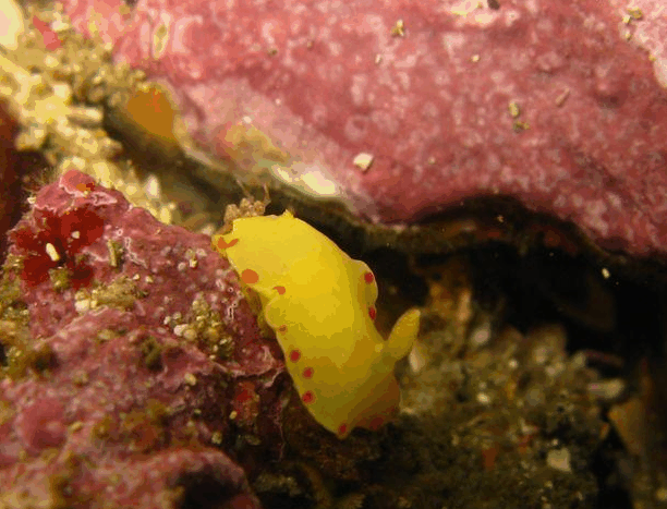 Jervis Bay Dive Charters - Accommodation Tasmania 5