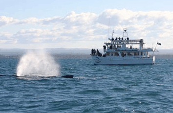 Dolphin Watch Cruises - Accommodation Tasmania