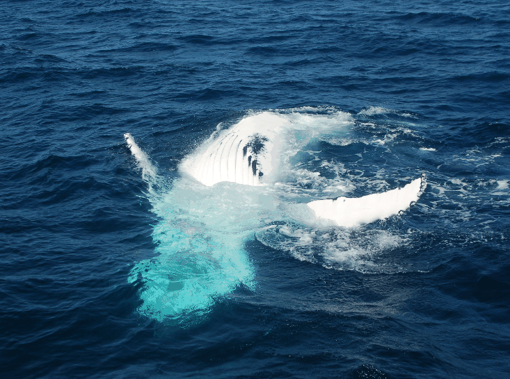 Dolphin Wild Cruises - Accommodation Tasmania