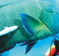 Aristocat Snorkel and Scuba Port Douglas - Accommodation Tasmania