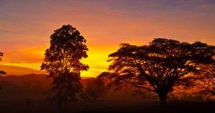 Ingan Tours - Spirit Of The Rainforest Tour - Accommodation Tasmania 3