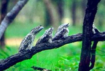 Bellenden Ker QLD Accommodation Tasmania