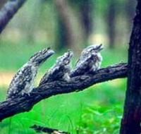 Undara Experience - Accommodation Tasmania