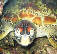 Adrenalin Snorkel and Dive - Accommodation Tasmania