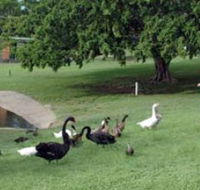 Anzac Park and Ululah Lagoon - Accommodation Tasmania